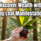 BAY LEAF MONEY MANIFESTATION